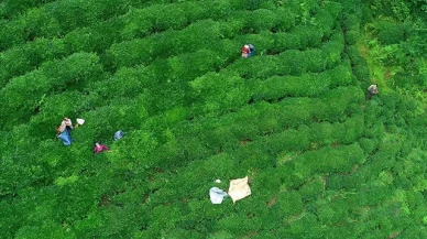 Rize'den çay ihracatı rekoru!