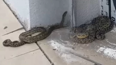 Okulda yılan paniği!