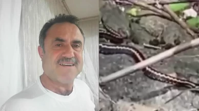 Çay toplarken Kafkas engereği tarafından ısırıldı