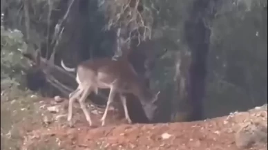 Alageyikler yeni yaşam alanlarında doğayla bütünleşti