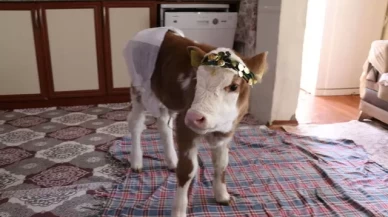 Amasyalı anne ve kızı, buzağı Nisan’ı evlerinde misafir ediyor