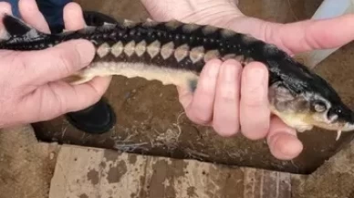 Milas'ta toprak havuzlarda Mersin balığı yetiştiriciliği yapılıyor