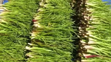 Dalından koparan derman buluyor! Bağı 30 lira