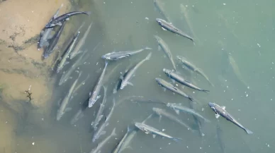 Kaçak avlanan 1 ton inci kefali doğal yaşamına geri döndü