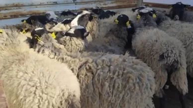 Bilecik'te hayvan dolandırıcılığı