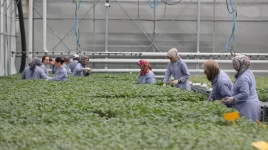 Samsun'da üretilen fideler 5 ülkeye ihraç ediliyor