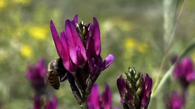 Iğdır yaylalarında çiçekler açtı
