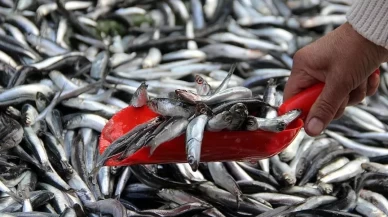 Uzmanlar uyardı: Stoklar kritik seviyeye düştü, deniz tehlikede!