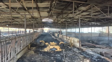 Ahır yangınında 11 hayvan telef oldu