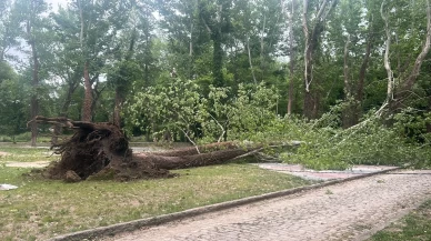 Zonguldak'ta şiddetli rüzgar nedeniyle ağaçlar devrildi