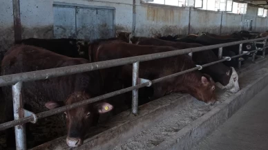 Muş'tan Türkiye'ye kurbanlık çıkarması!