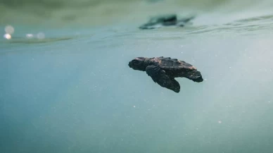 Küresel ısınma nedeniyle deniz kaplumbağaları da risk altında