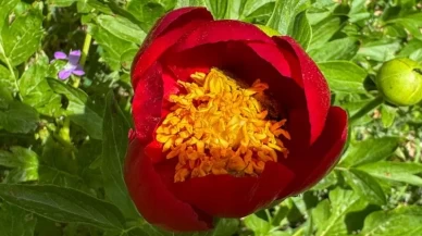 Koparmanın cezası dudak uçuklattı