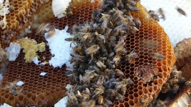 Bitlis balı Paris’te altınla taçlandı