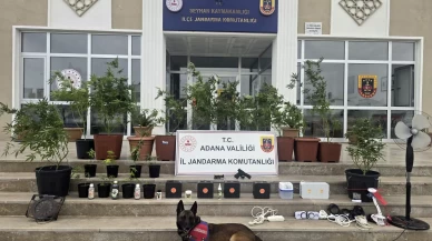 Adana'da kenevir yetiştiren 4 zanlı gözaltında