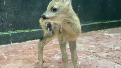 Sinop’ta doğada annesiz ve bitkin bulunan yavru karaca koruma altına alındı