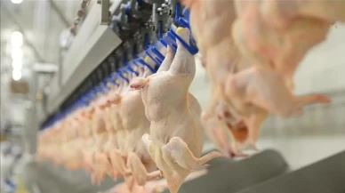 Tavuk eti üretimi martta arttı