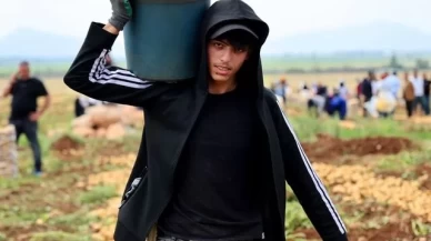 Adana'da erkenci patates hasadı