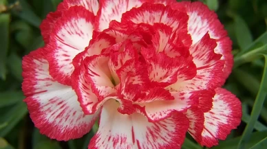 Karanfil Çiçeğine Nasıl Bakılır?