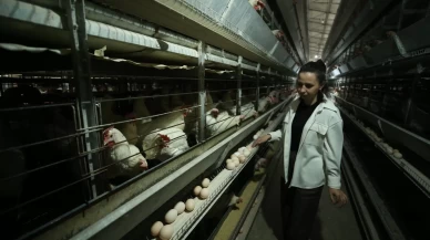 Yapay zekayı ile tavuk yetiştirecek