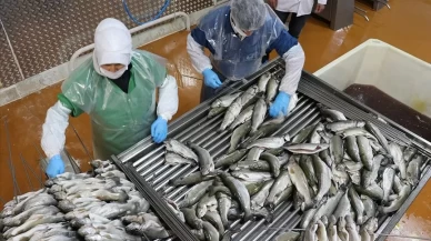 Doğu Karadeniz'in su ürünleri ihracatı beklentileri aştı