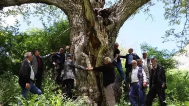 Erzurum'da 350 yıllık ceviz ağacı hala meyve vererek şaşırtıyor