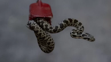 Apartman bodrumunda yılan yakalandı