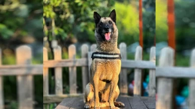 Kahraman köpek 'Bob' öldü