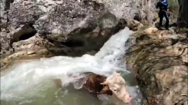 Kanyonda mahsur kalan tosun AFAD ekipleri tarafından kurtarıldı