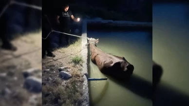 Adıyaman’da havuza düşen inek kurtarıldı