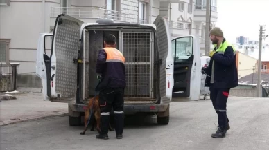 Sivas'ta 700 sokak köpeği bakım merkezine toplandı