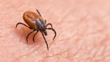 Kenelerle ilgili araştırma için Türk ve Japon ekip sahaya indi