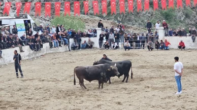 İspir’de boğalar sahada sahipleri saha dışında birbirine girdi
