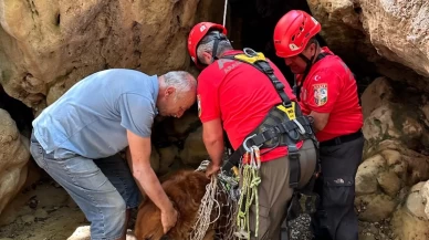 Dere yatağında köpek mahsur kaldı