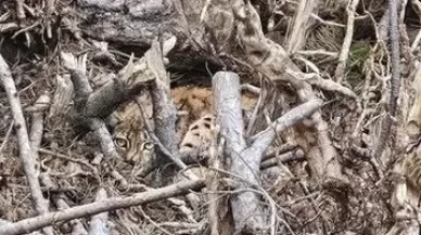 Ağaç dalları arasındaki vaşak ailesi koruma altına alındı