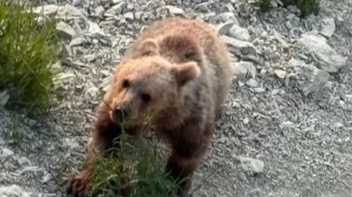 Bartın'da yavru bozayı sahile indi, vatandaşlar izlemeye gitti