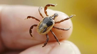 Uzmanlardan uyarı: Sakın keneye alkol döküp yakmayın!