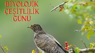 Dünya Biyolojik Çeşitlilik Günü kutlanıyor