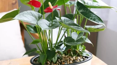 Antoryum Bitkisi Ne Sever? Uygun Ortam Koşulları