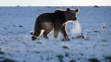 Kış uykusundan uyanan boz ayı yiyecek ararken görüntülendi