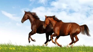 İşte Güç ve Özgürlüğün Sembolü Olan Bu Rüyanın Anlamları