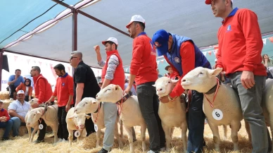 Kayseri'de koyunlar güzellikleri için yarıştılar!