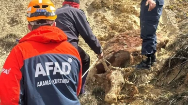 İneğiyle çamura saplandı, AFAD kurtardı