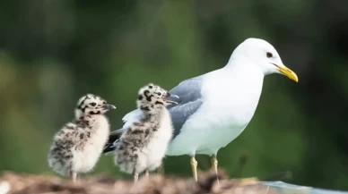 Yolda bir martı yavrusu görürseniz ne yapmalısınız?