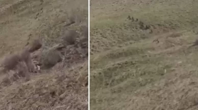 Türkiye-İran sınırında domuz sürüsü görüntülendi