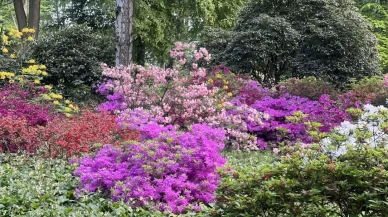 Bitkilerin Sesleri ve Kokuları Algılama Yeteneği