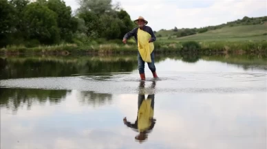 Trakya'nın bereketli topraklarında meşakkatli çeltik mesaisi başladı