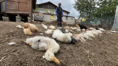 Kocaeli'de bahçede korkutucu saldırı: 80 hayvan telef oldu!