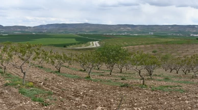 Batman'da fındık dikim alanı 2 katına çıktı!