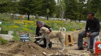 Sahibini kaybeden köpek onun mezarı başından ayrılmıyor